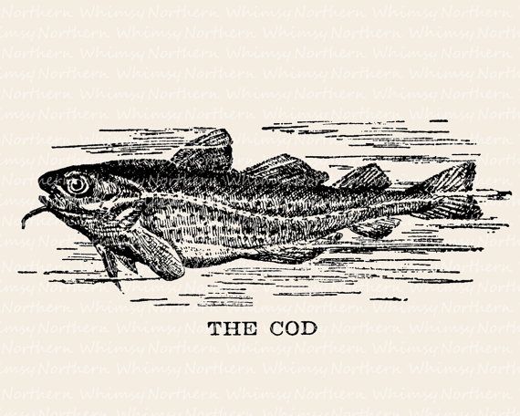 Image of cod